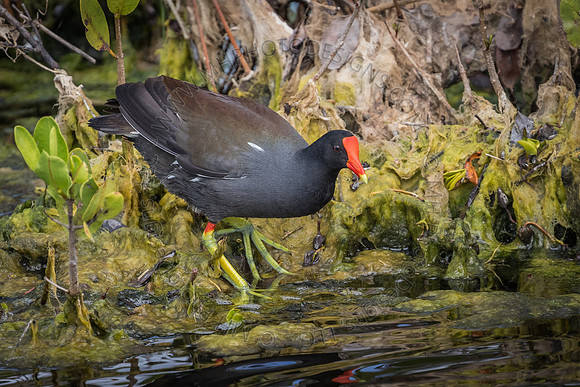 Florida Getaway 2015-021