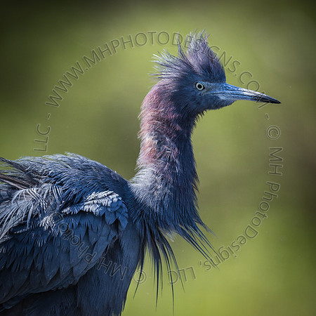 Florida Getaway 2015-005
