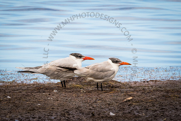 Florida Getaway 2015-023