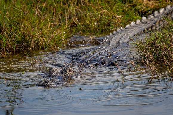 Florida Getaway 2015-012
