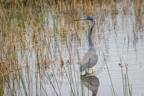 Florida Getaway 2015-022