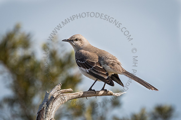 Florida Getaway 2015-007