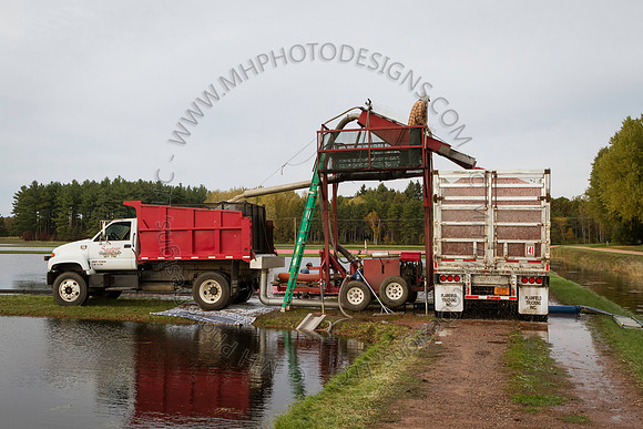 Saratoga Cranberry Harvest 2013-187