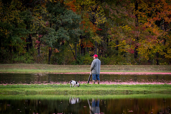 Saratoga Cranberry Harvest 2013-088