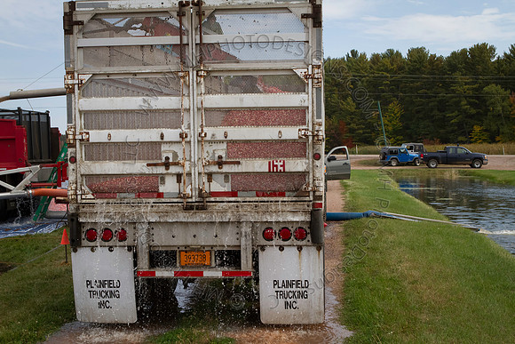 Saratoga Cranberry Harvest 2013-028