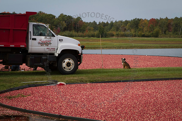 Saratoga Cranberry Harvest 2013-023