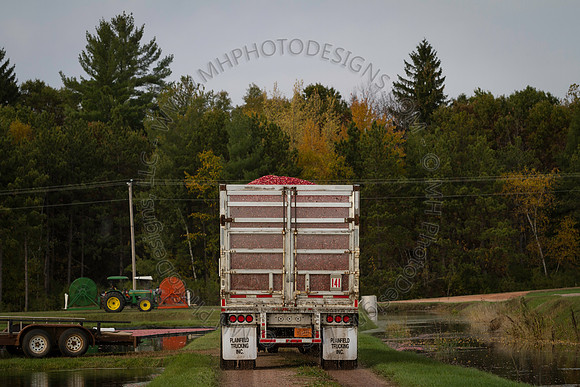 Saratoga Cranberry Harvest 2013-191