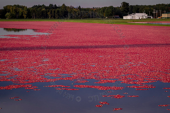 Saratoga Cranberry Harvest 2013-101