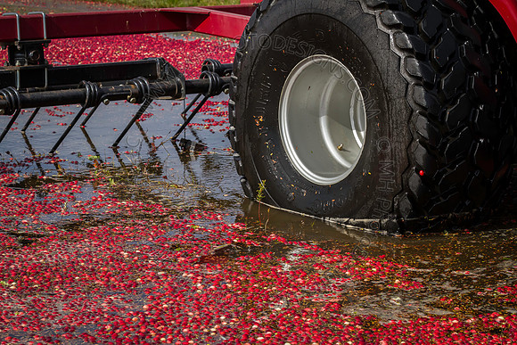 Saratoga Cranberry Harvest 2013-118