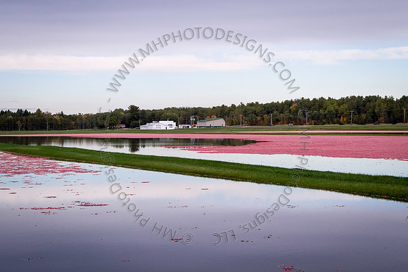 Saratoga Cranberry Harvest 2013-055