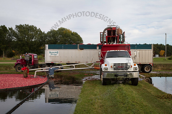 Saratoga Cranberry Harvest 2013-186