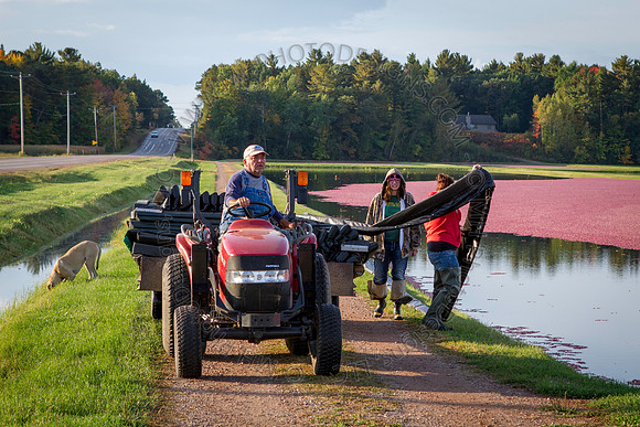 Saratoga Cranberry Harvest 2013-021