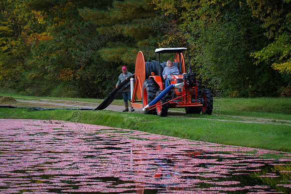 Saratoga Cranberry Harvest 2013-074
