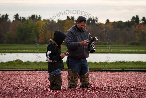 Saratoga Cranberry Harvest 2013-175