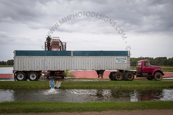 Saratoga Cranberry Harvest 2013-043