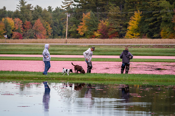 Saratoga Cranberry Harvest 2013-056