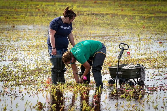 Saratoga Cranberry Harvest 2013-119