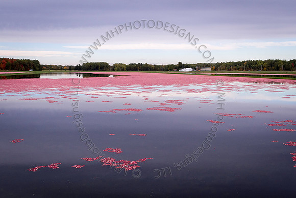 Saratoga Cranberry Harvest 2013-061