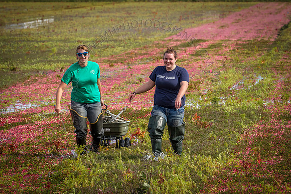 Saratoga Cranberry Harvest 2013-133