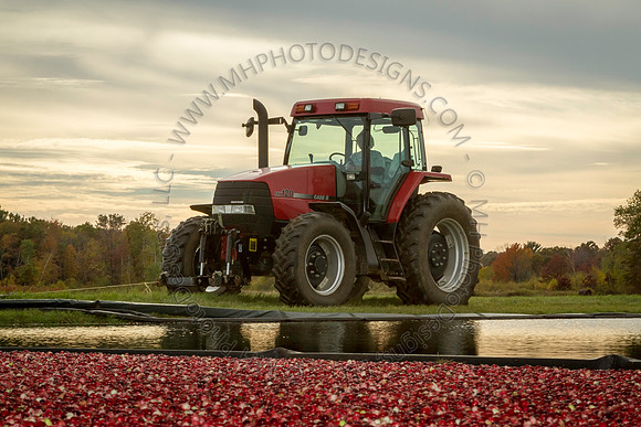Saratoga Cranberry Harvest 2013-169
