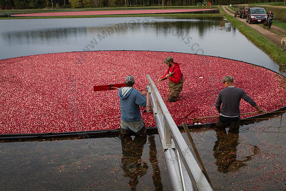 Saratoga Cranberry Harvest 2013-179