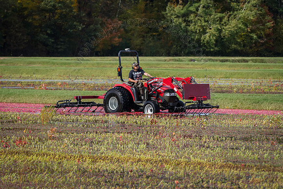 Saratoga Cranberry Harvest 2013-126