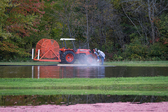 Saratoga Cranberry Harvest 2013-085