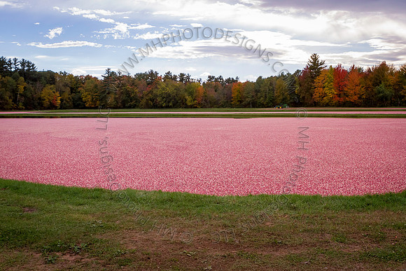 Saratoga Cranberry Harvest 2013-063
