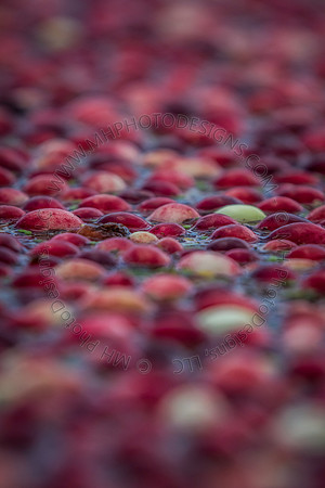 Saratoga Cranberry Harvest 2013-015