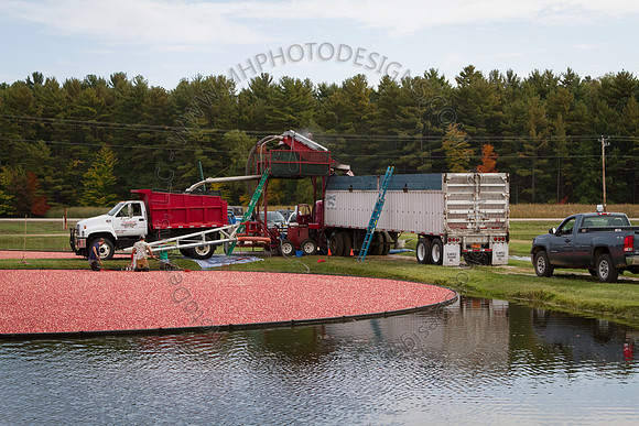 Saratoga Cranberry Harvest 2013-026