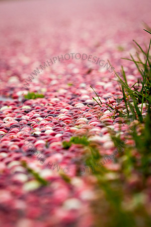 Saratoga Cranberry Harvest 2013-065