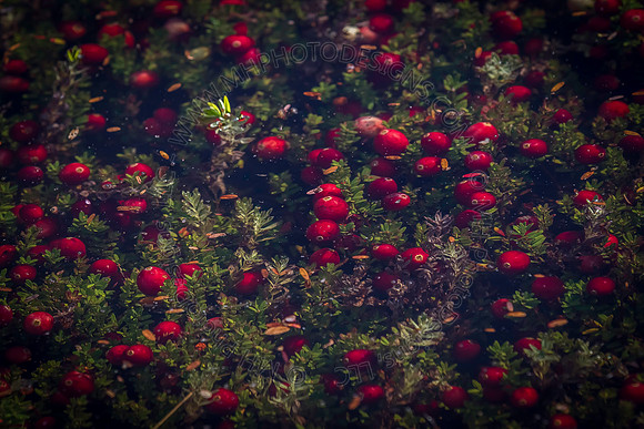 Saratoga Cranberry Harvest 2013-150