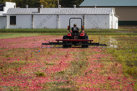 Saratoga Cranberry Harvest 2013-132