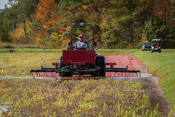 Saratoga Cranberry Harvest 2013-113