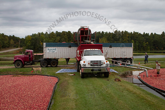 Saratoga Cranberry Harvest 2013-034