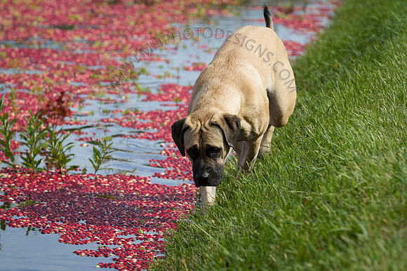 Saratoga Cranberry Harvest 2013-127