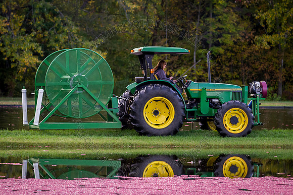 Saratoga Cranberry Harvest 2013-086