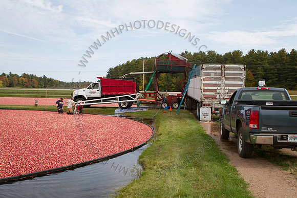Saratoga Cranberry Harvest 2013-025