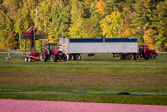 Saratoga Cranberry Harvest 2013-110