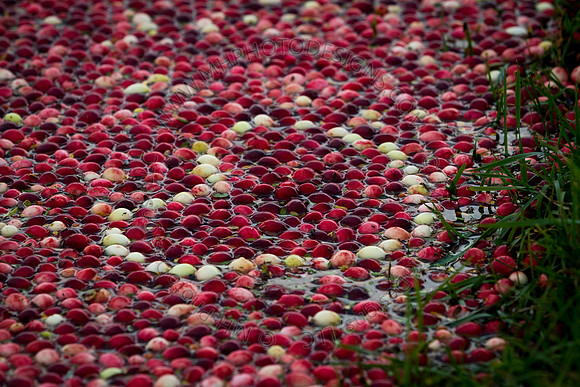 Saratoga Cranberry Harvest 2013-078
