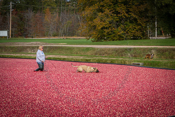 Saratoga Cranberry Harvest 2013-159