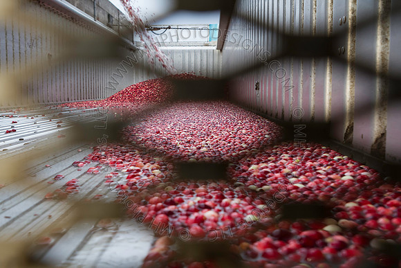 Saratoga Cranberry Harvest 2013-197