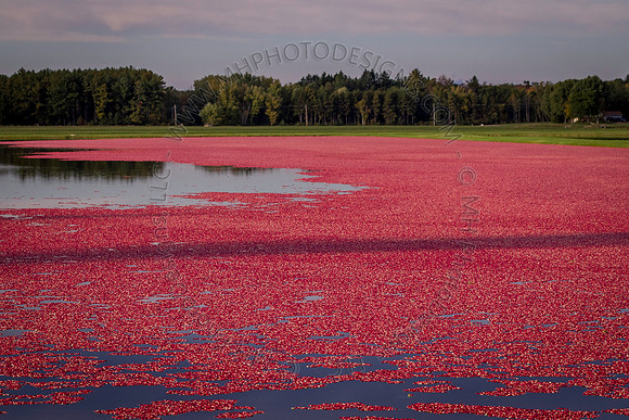 Saratoga Cranberry Harvest 2013-100