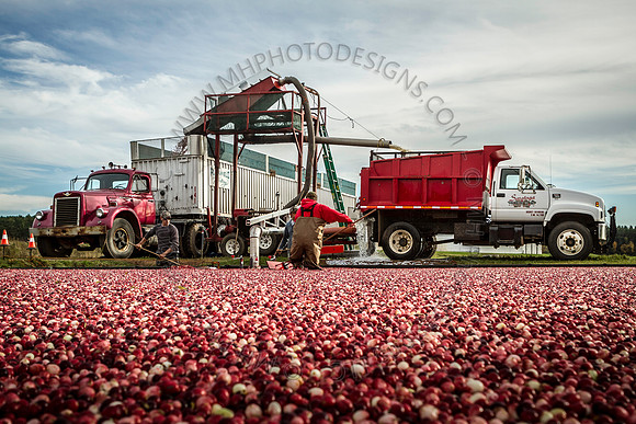 Saratoga Cranberry Harvest 2013-166