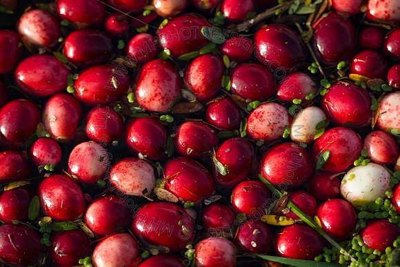Saratoga Cranberry Harvest 2013-095