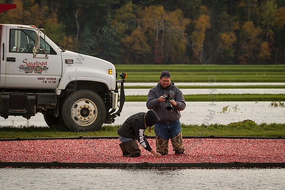 Saratoga Cranberry Harvest 2013-173