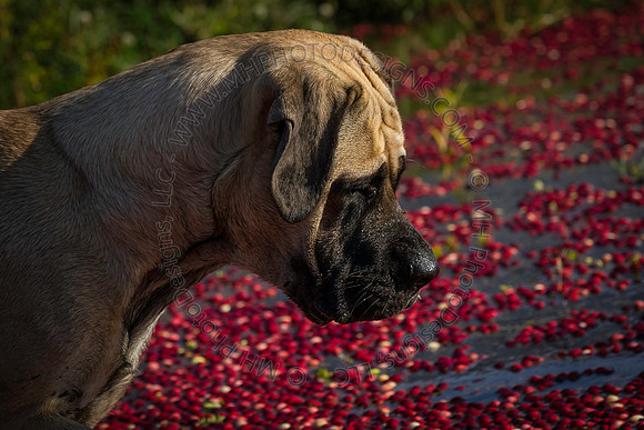 Saratoga Cranberry Harvest 2013-152