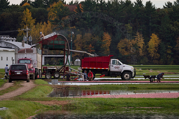 Saratoga Cranberry Harvest 2013-171
