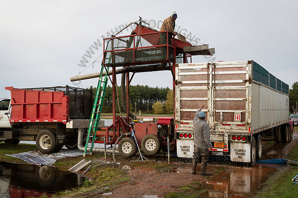 Saratoga Cranberry Harvest 2013-188