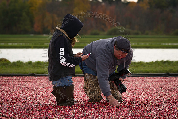Saratoga Cranberry Harvest 2013-174